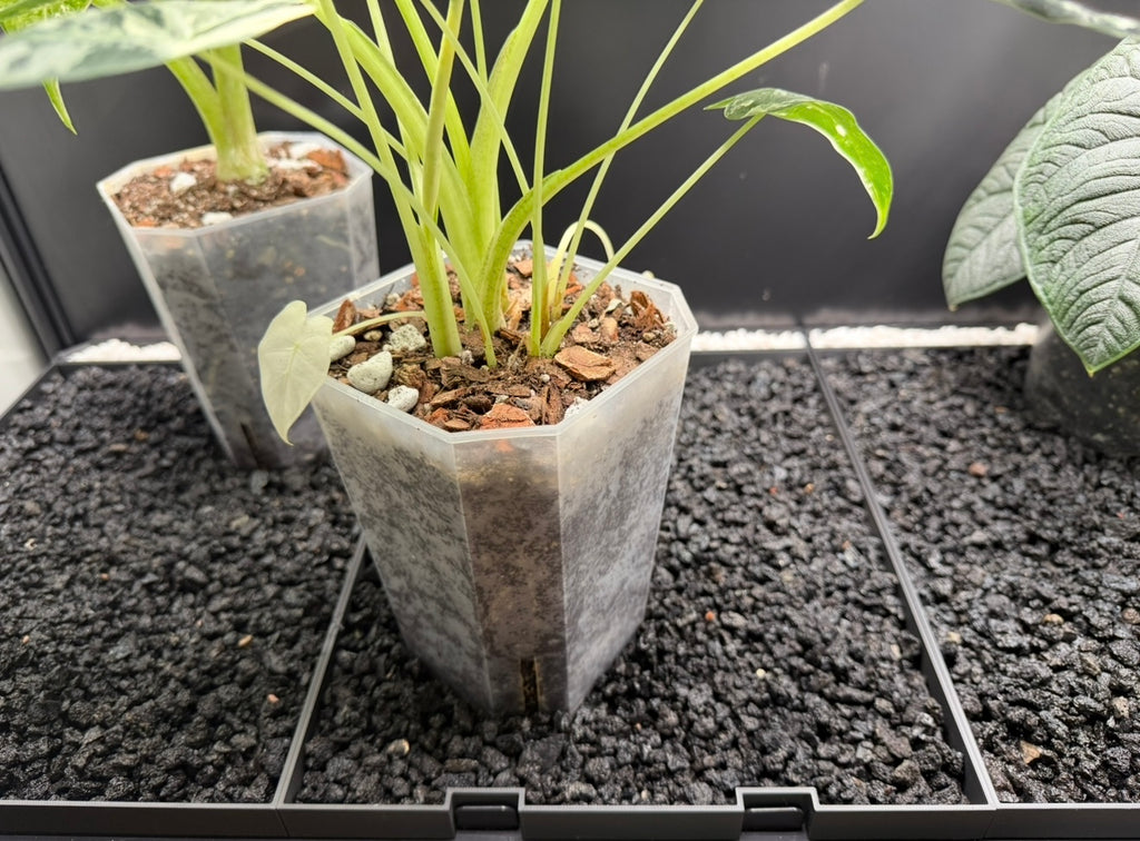 🌿 Rudsta Wide Humidity Base System