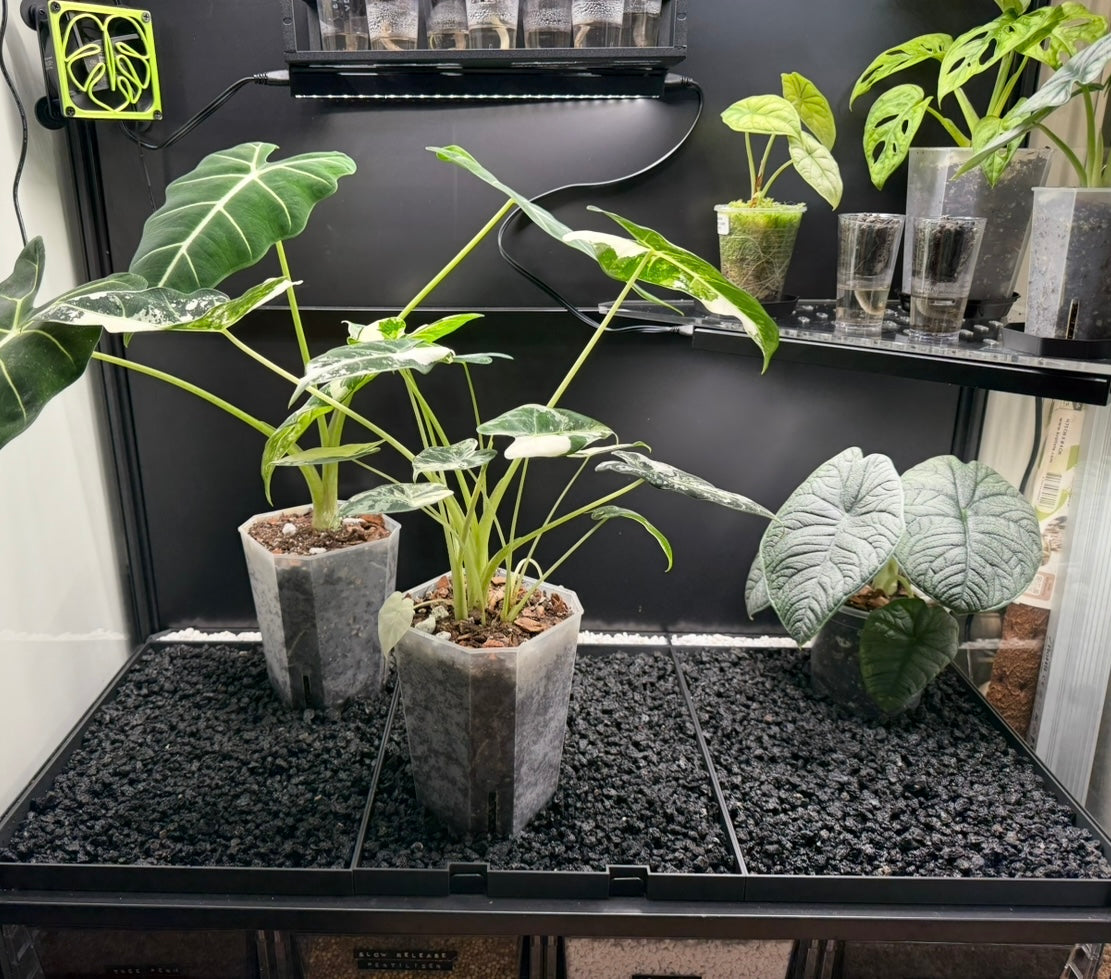 🌿 Rudsta Wide Humidity Base System