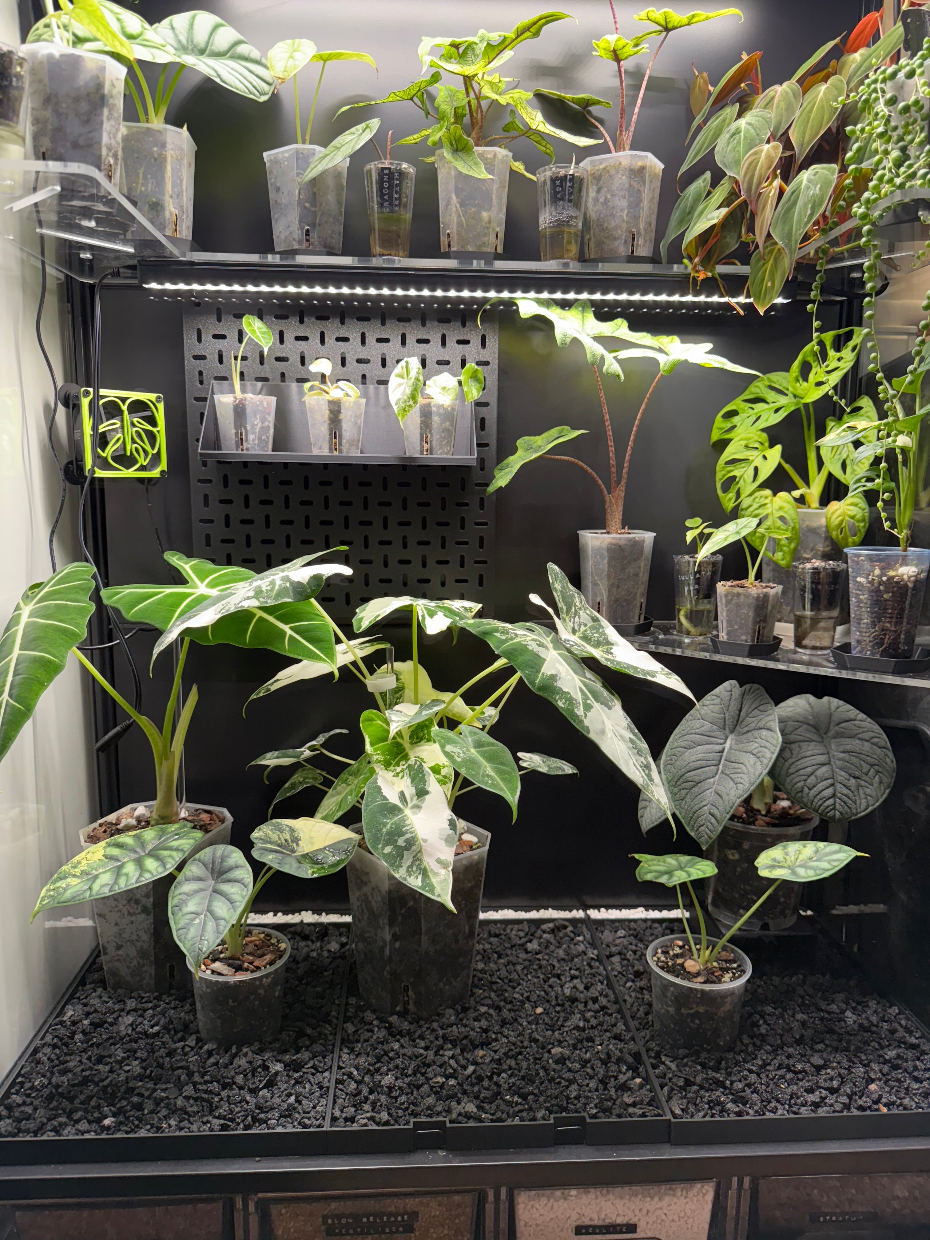 🌿 Rudsta Wide Humidity Base System