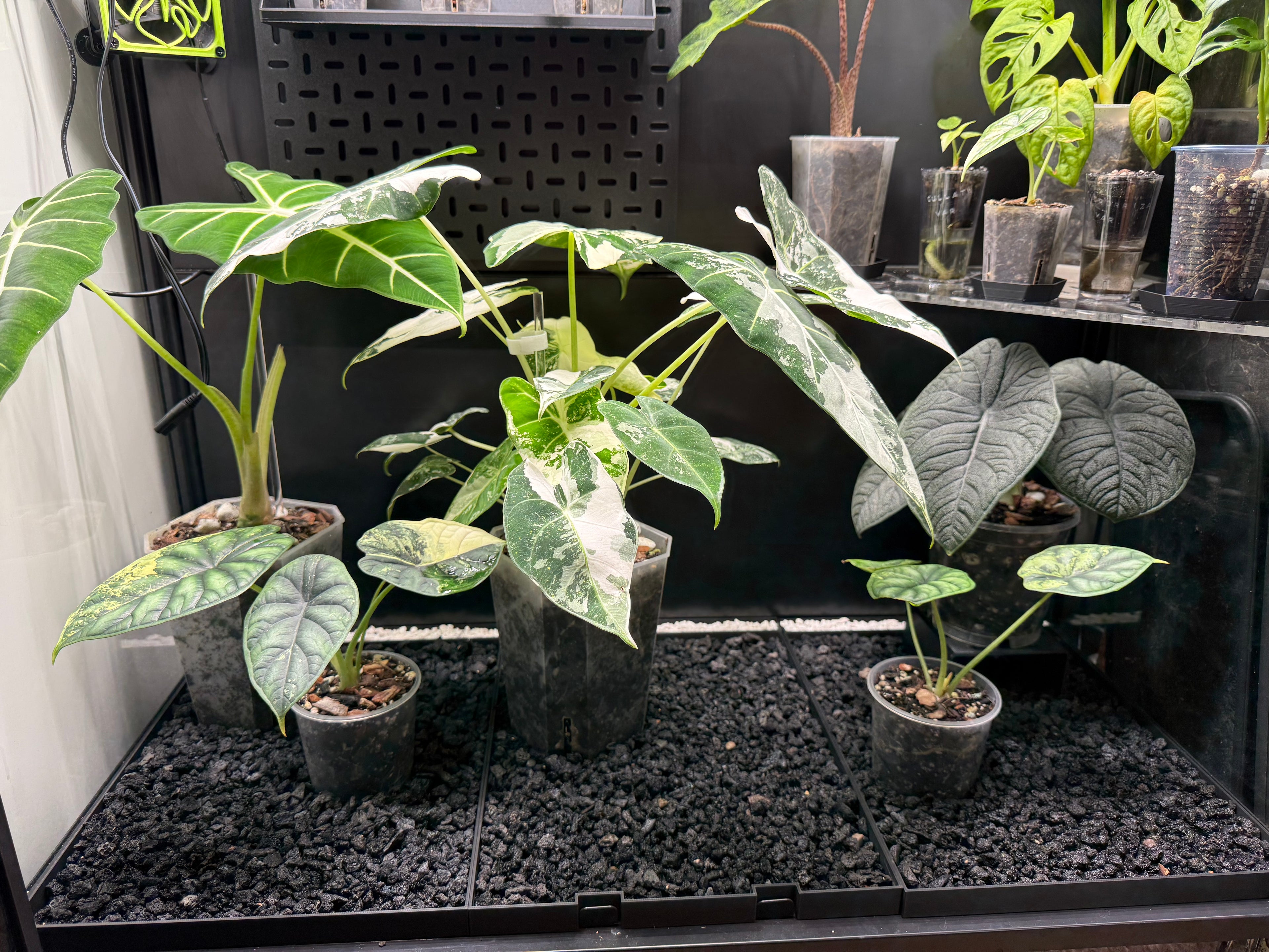 🌿 Rudsta Wide Humidity Base System