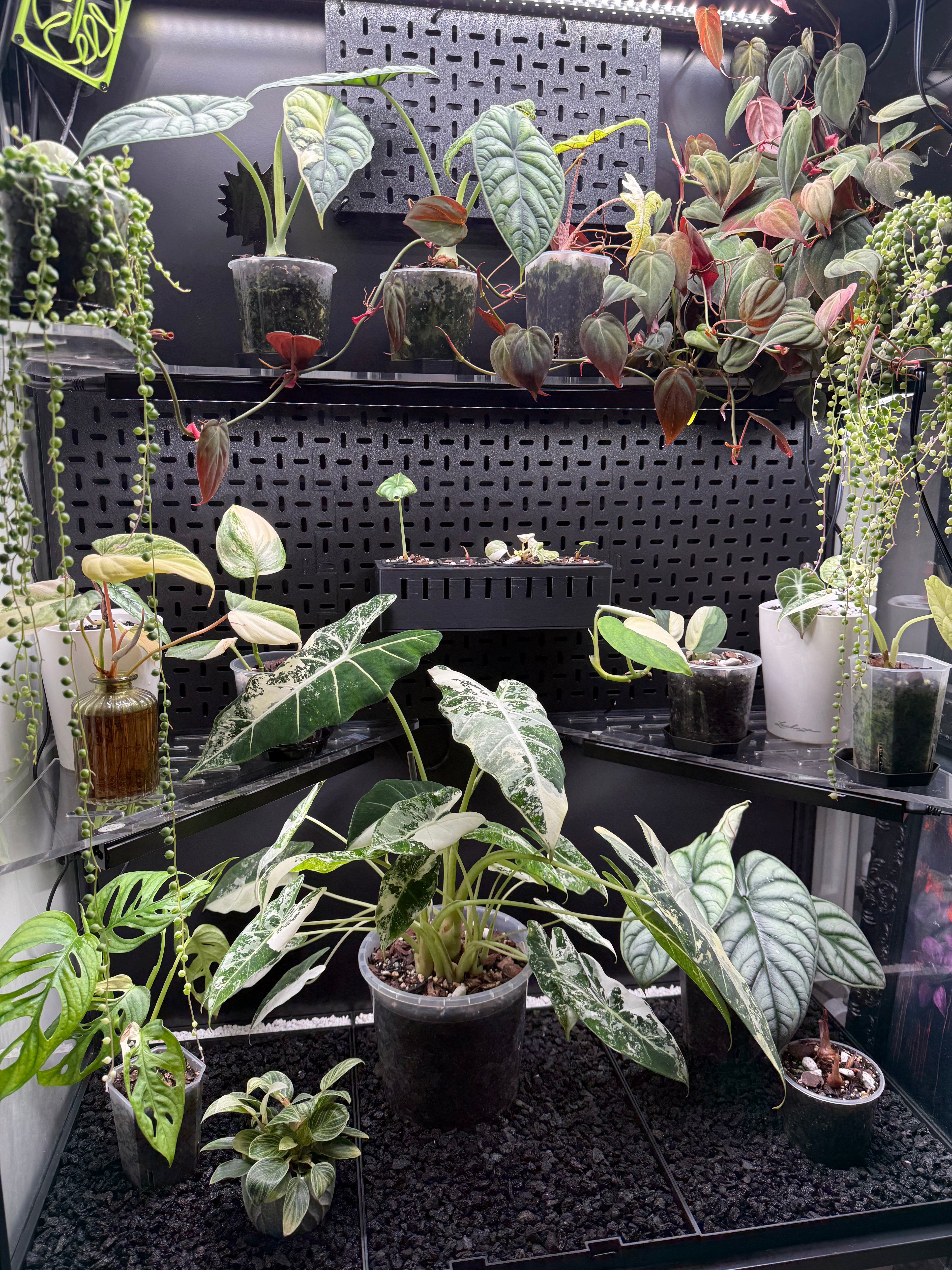 🌿 Rudsta Wide Humidity Base System