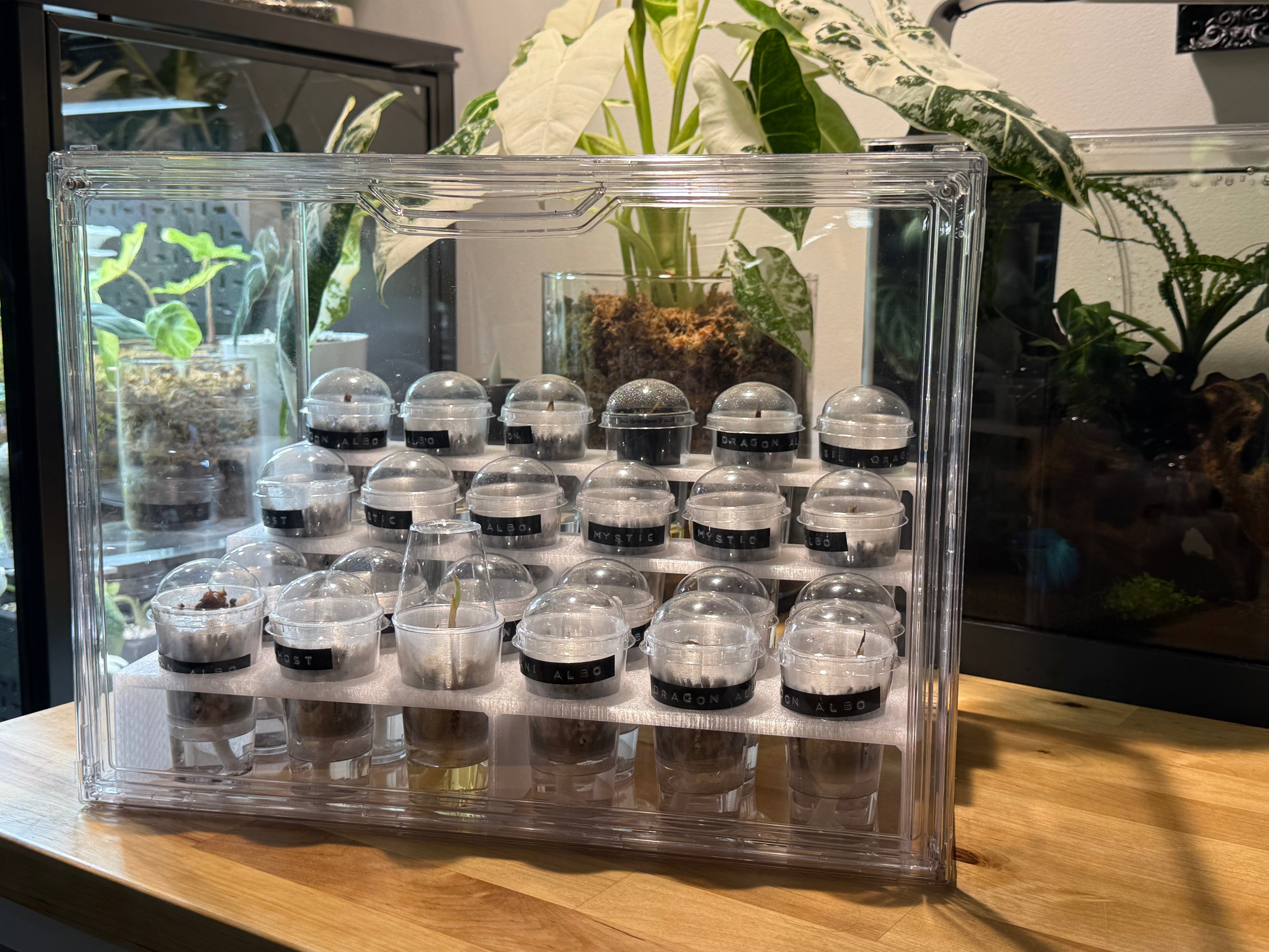 🌿 PropRack™ - 24 Cup Corm Propagation Box System