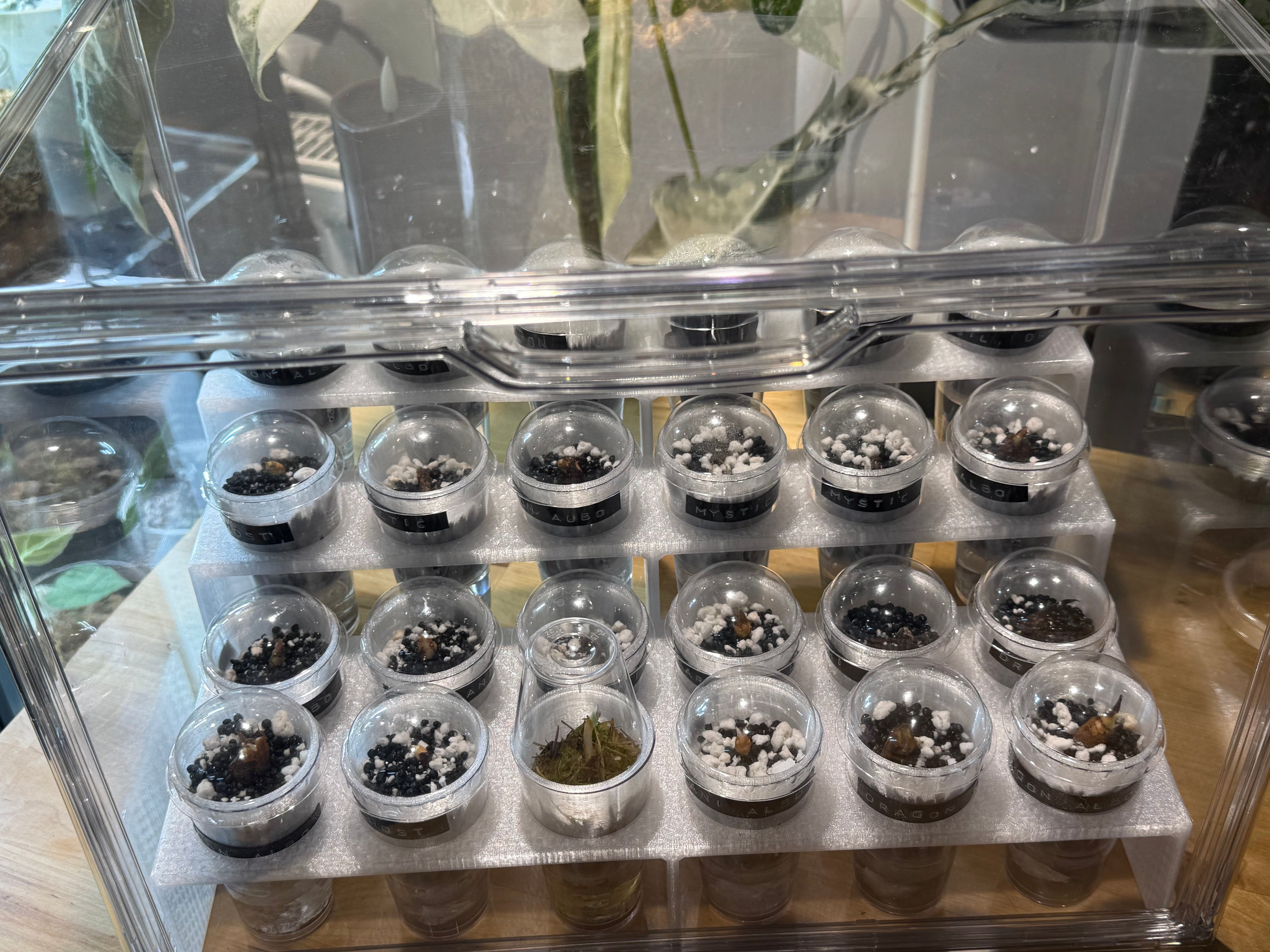 🌿 PropRack™ - 24 Cup Corm Propagation Box System