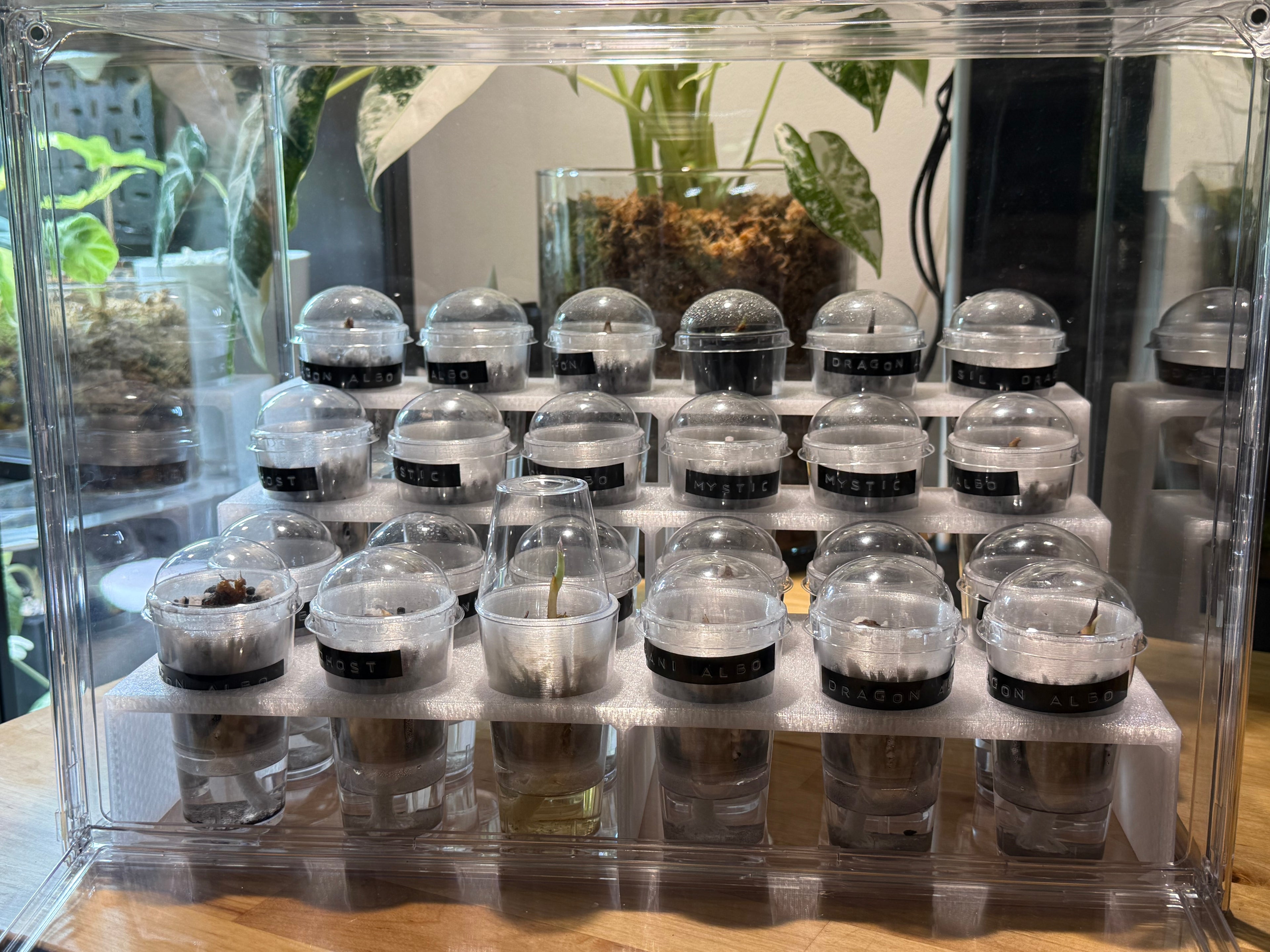 🌿 PropRack™ - 24 Cup Corm Propagation Box System