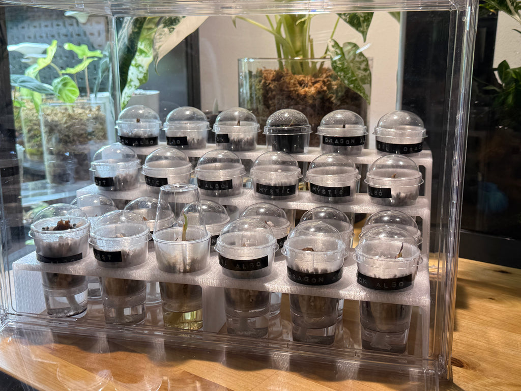 🌿 PropRack™ - 24 Cup Corm Propagation Box System