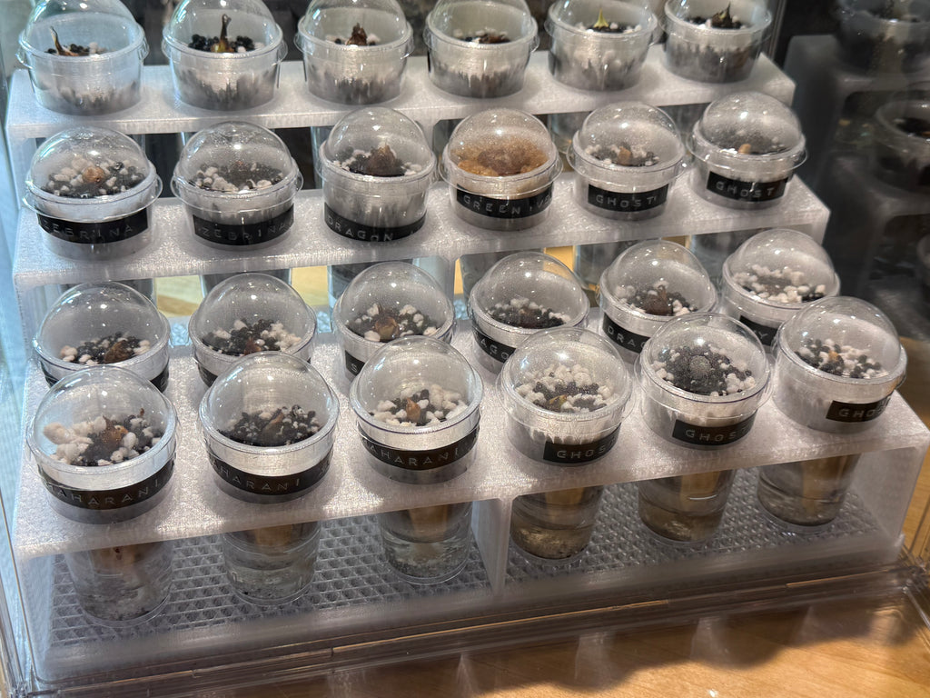 🌿 PropRack™ - 24 Cup Corm Propagation Box System