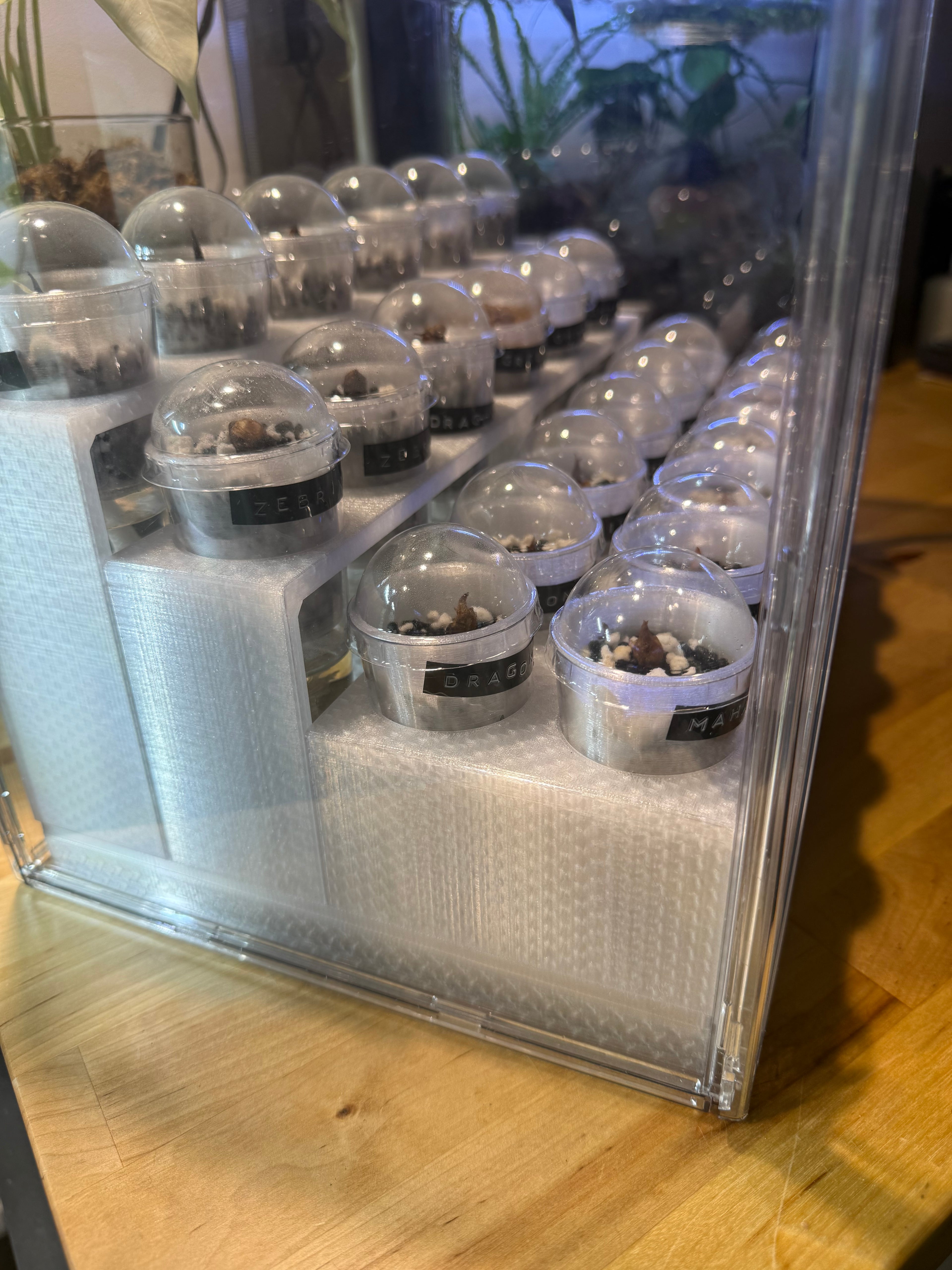 🌿 PropRack™ - 24 Cup Corm Propagation Box System