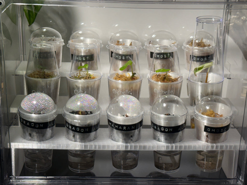 🌱 PropRack™ Compact - 15 Cup Corm Propagation System