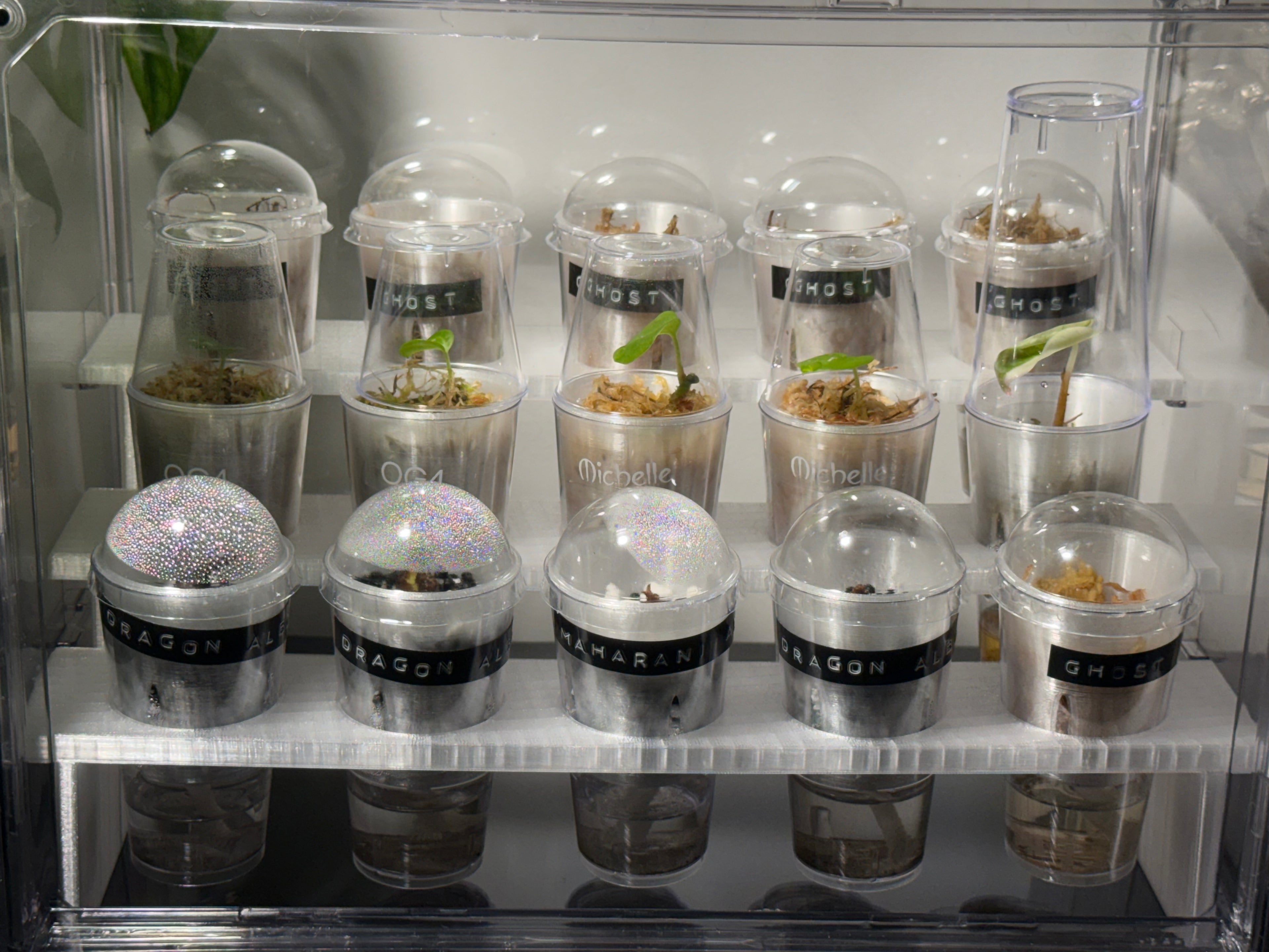 🌱 PropRack™ Compact - 15 Cup Corm Propagation System