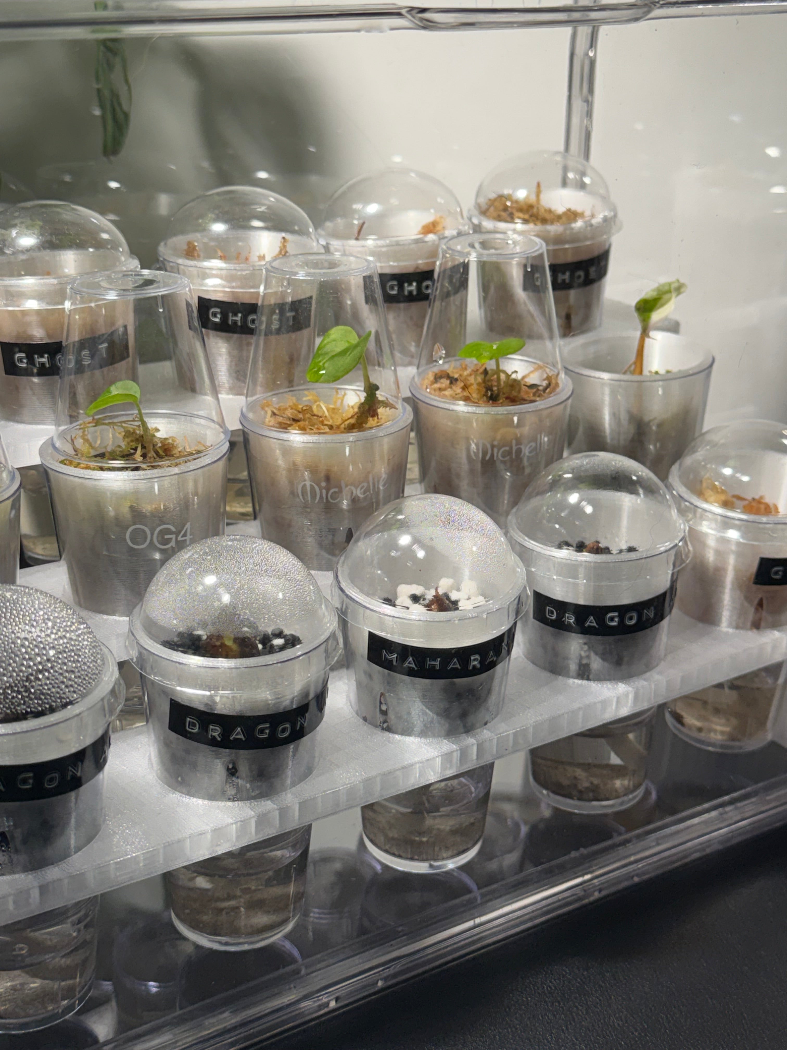 🌱 PropRack™ Compact - 15 Cup Corm Propagation System