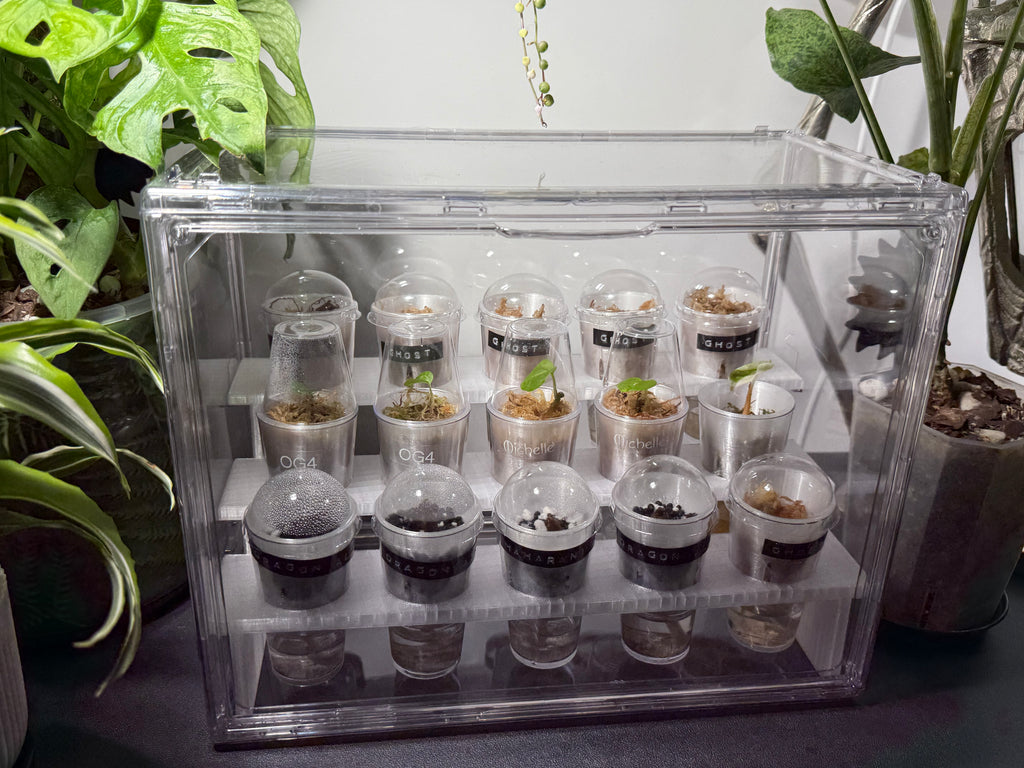 🌱 PropRack™ Compact - 15 Cup Corm Propagation System