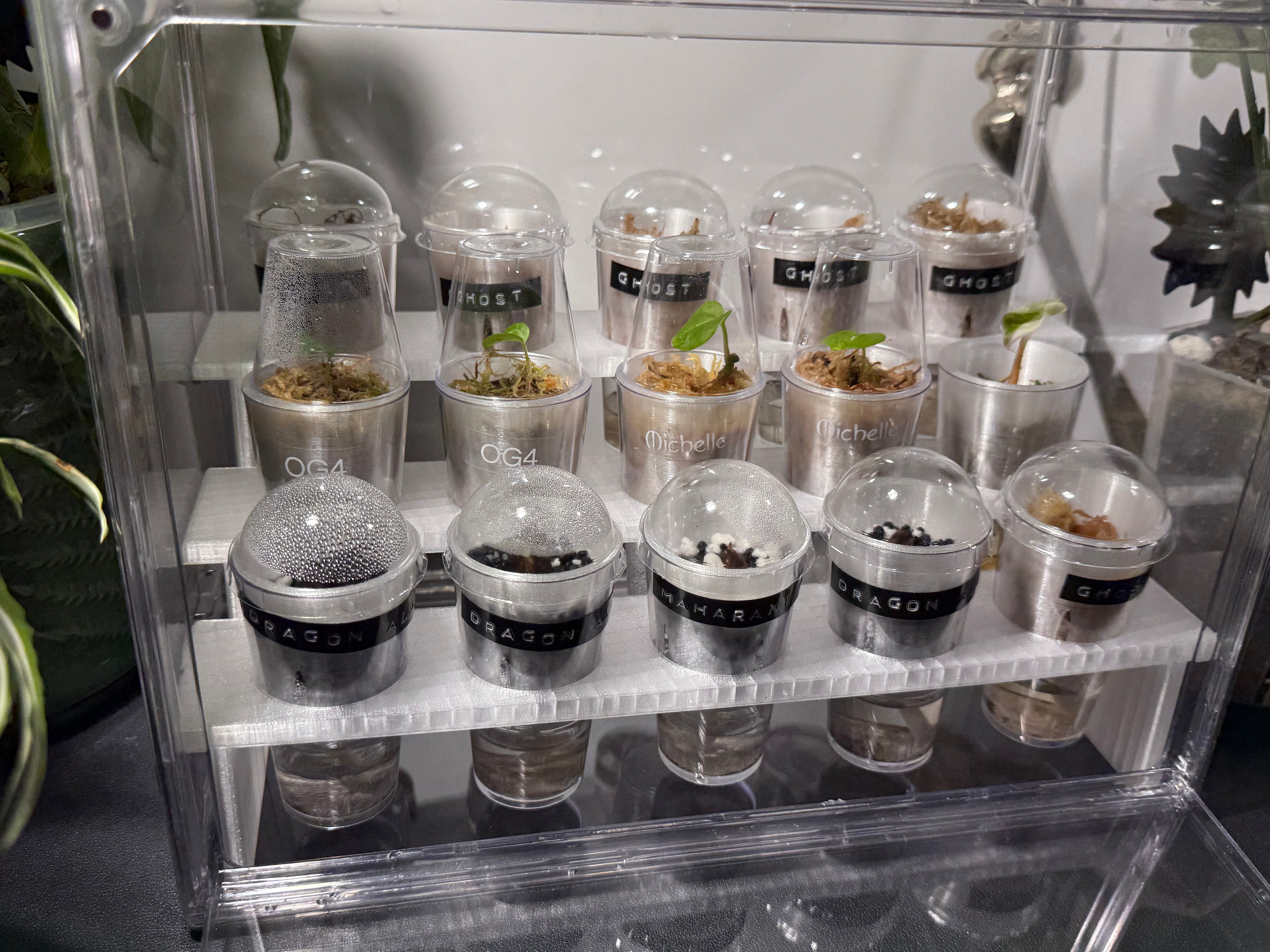 🌱 PropRack™ Compact - 15 Cup Corm Propagation System