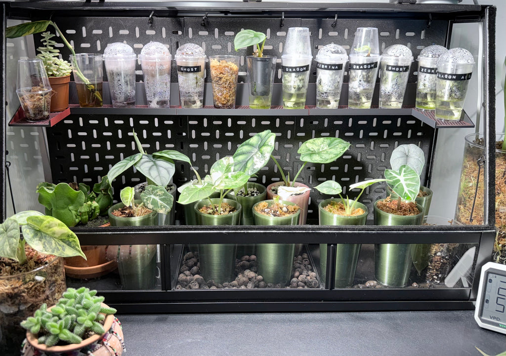 🌱 Plantling™ Self-Watering Propagation Pot