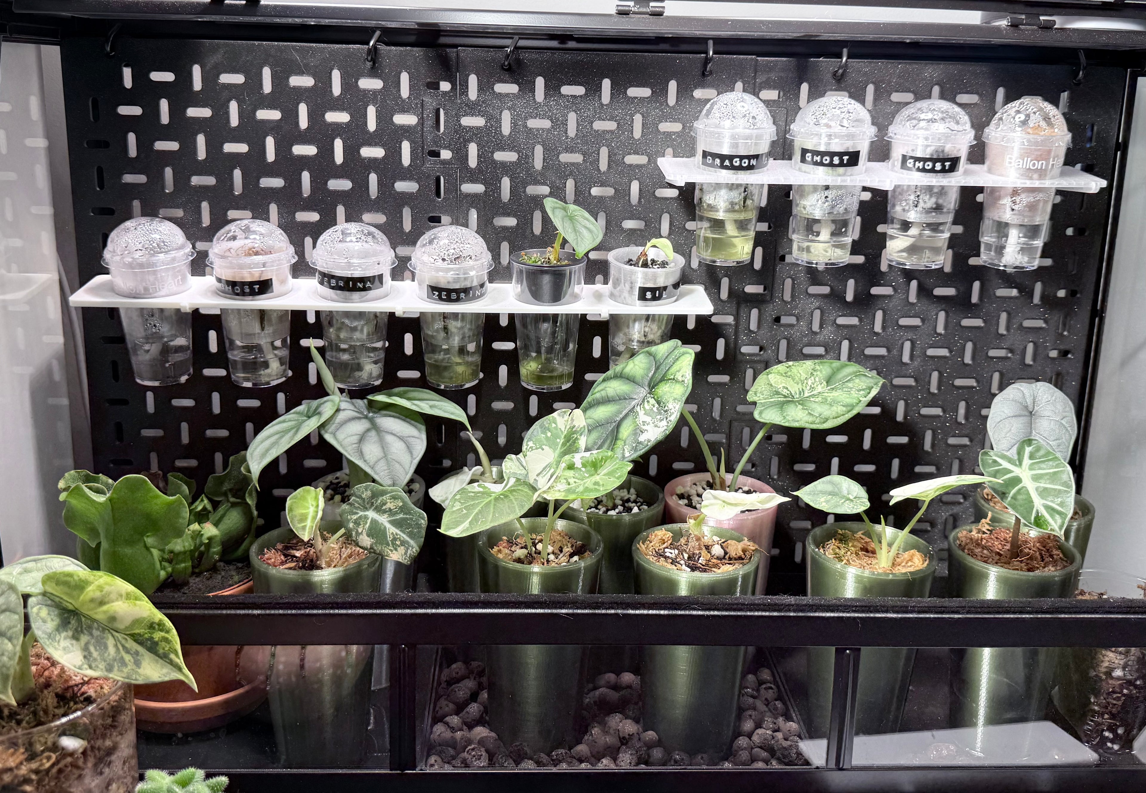 🖤 CormPod™ Self-Watering Propagation Insert
