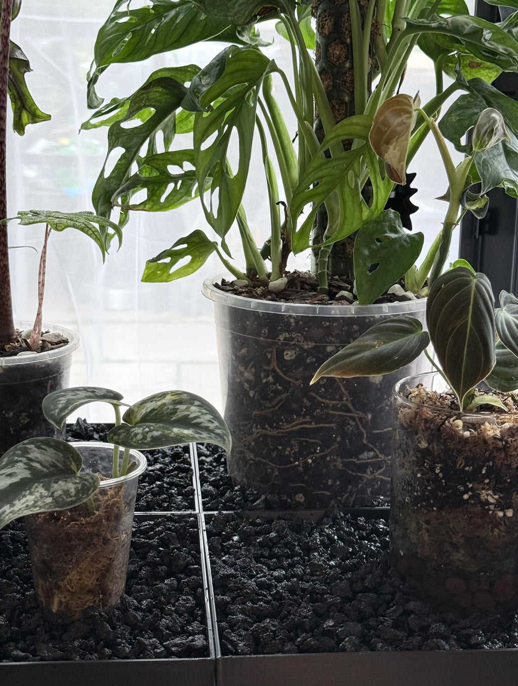 Fabrikor Tall Humidity Base System