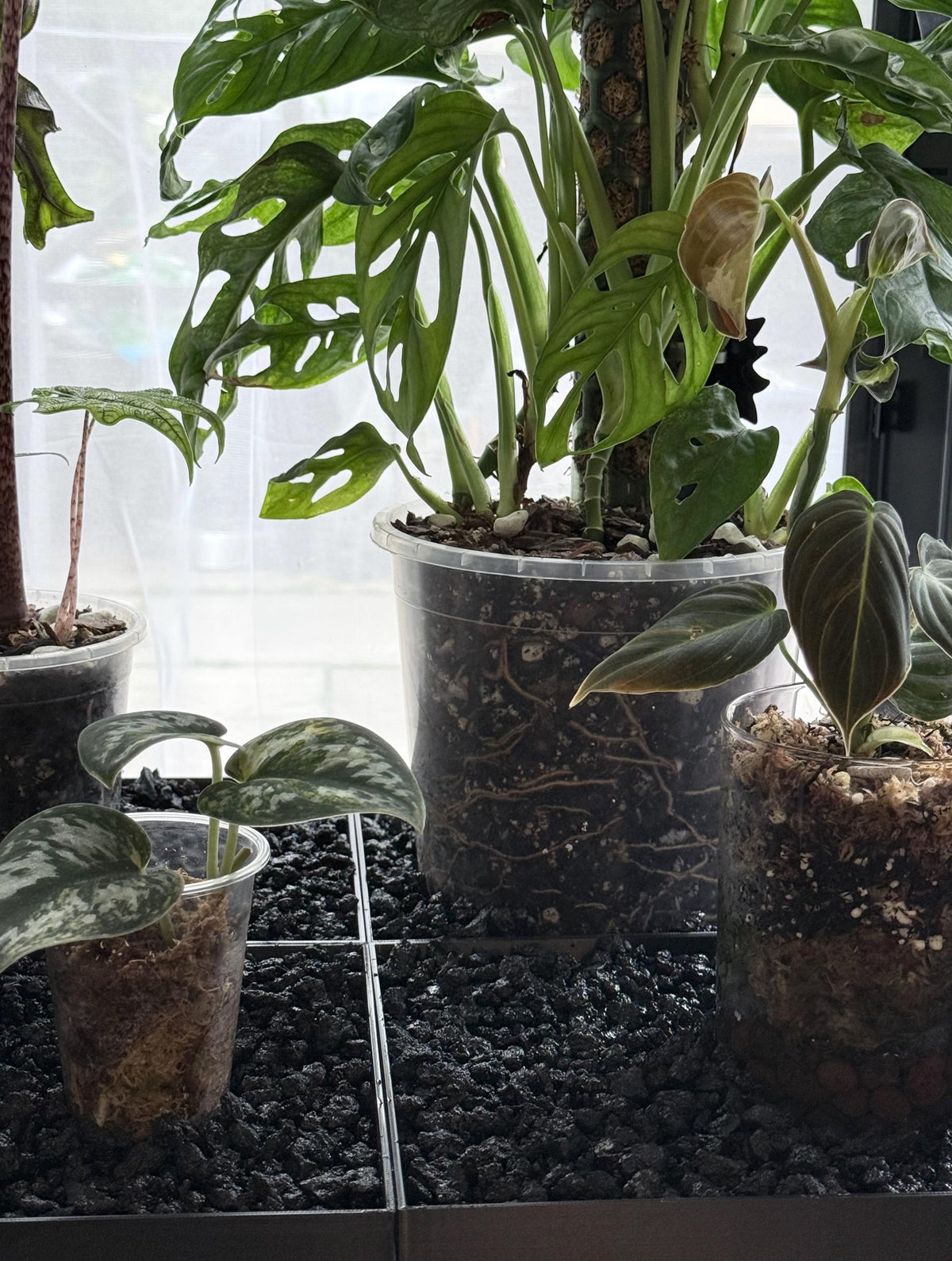 Fabrikor Tall Humidity Base System